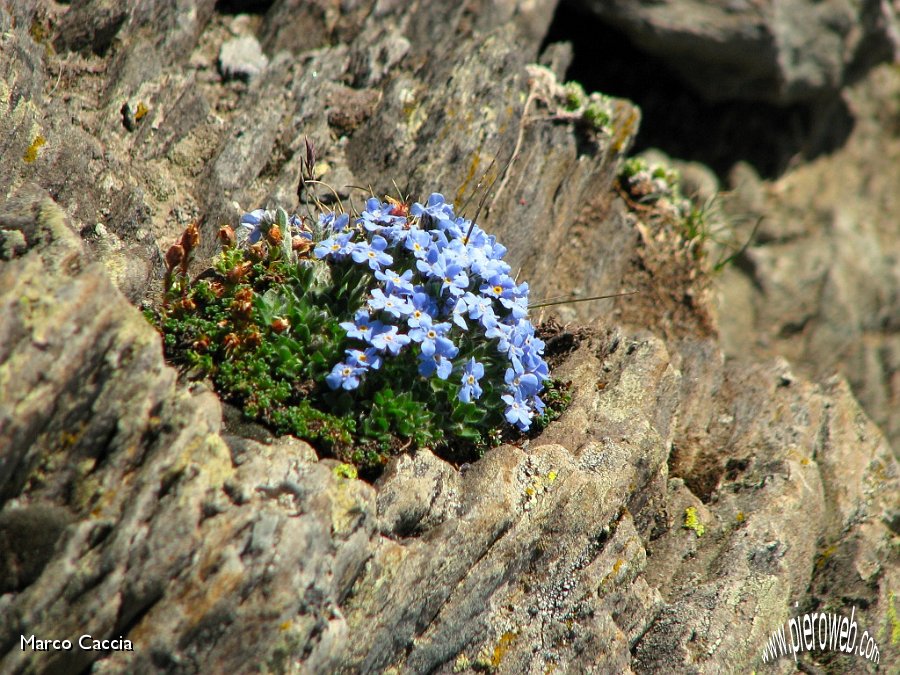 30_Fiori tra le rocce.JPG